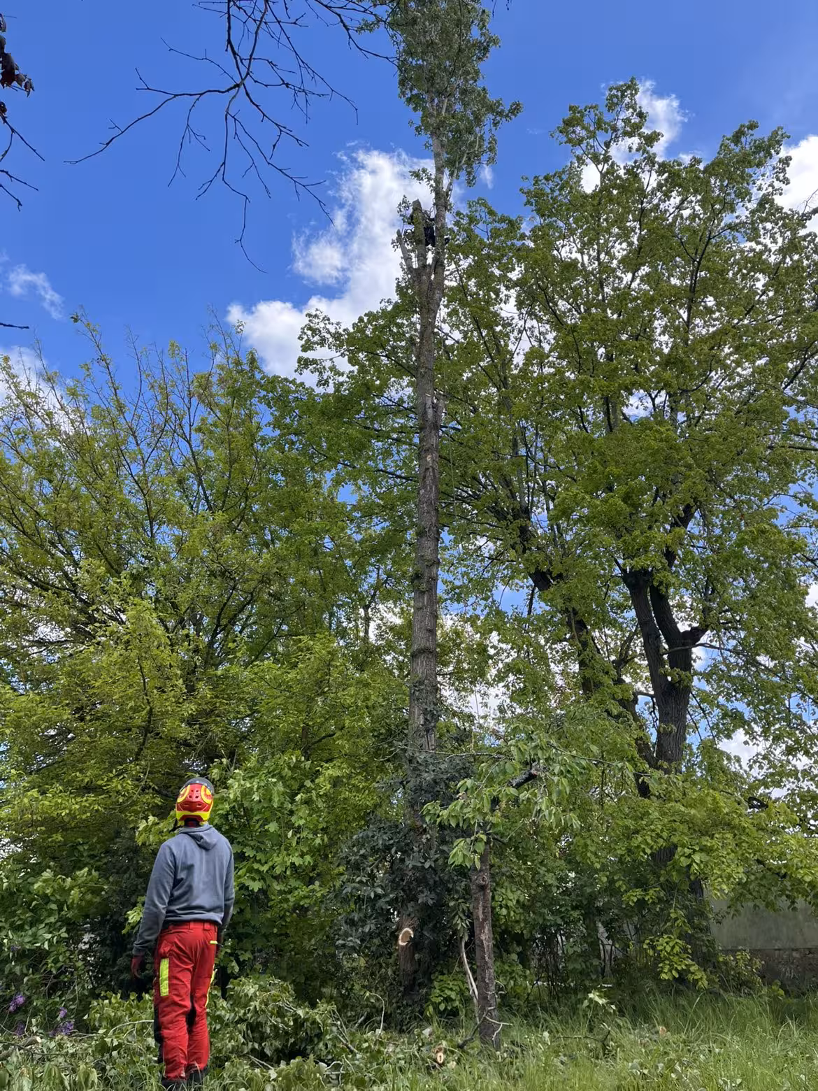 Taille de réduction d'un peuplier